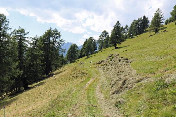 steile Almen im Tiroler Oberland